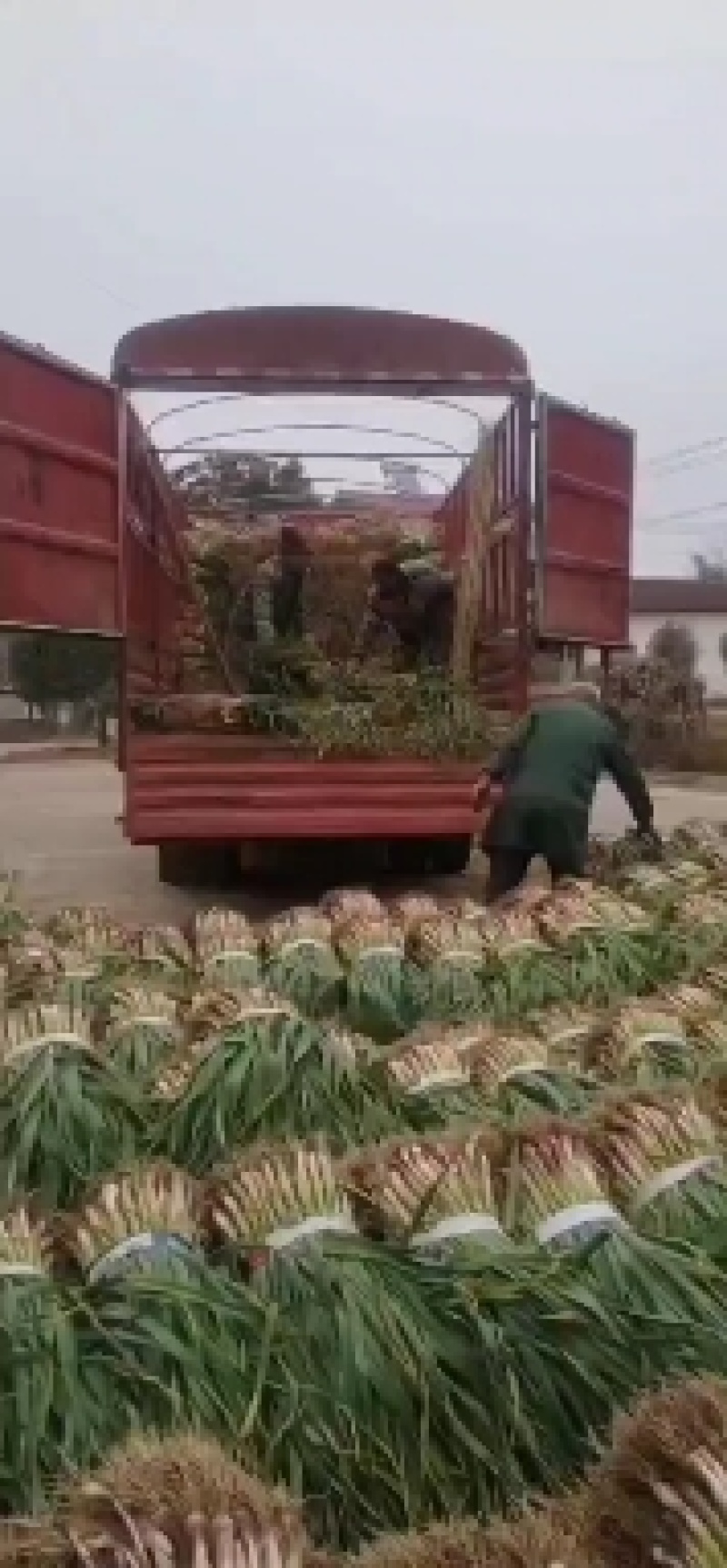 湖北宜昌红根蒜苗大量上市产地发货量大从优欢迎来电