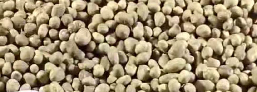 龙垦3092大豆原粮特写