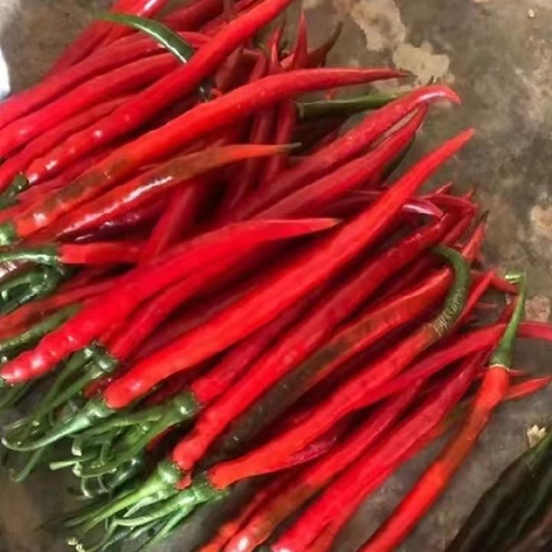 云南广西红线椒大量上市