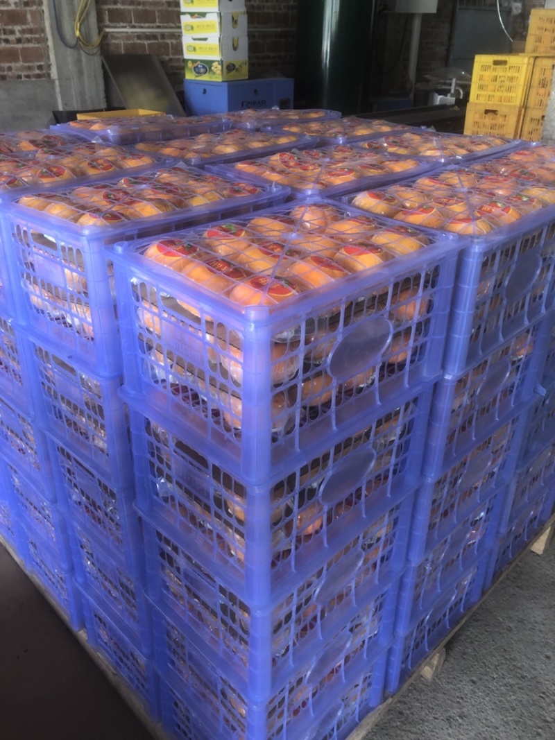 广西桂林恭城瑶山甜脆柿，小白筐16斤装，精品独立包装