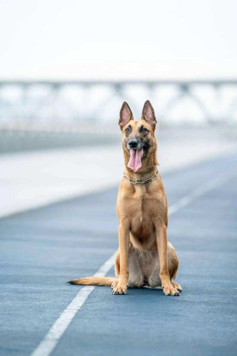 【推荐】马犬，基地一手货源，已打疫苗，支持视频看货