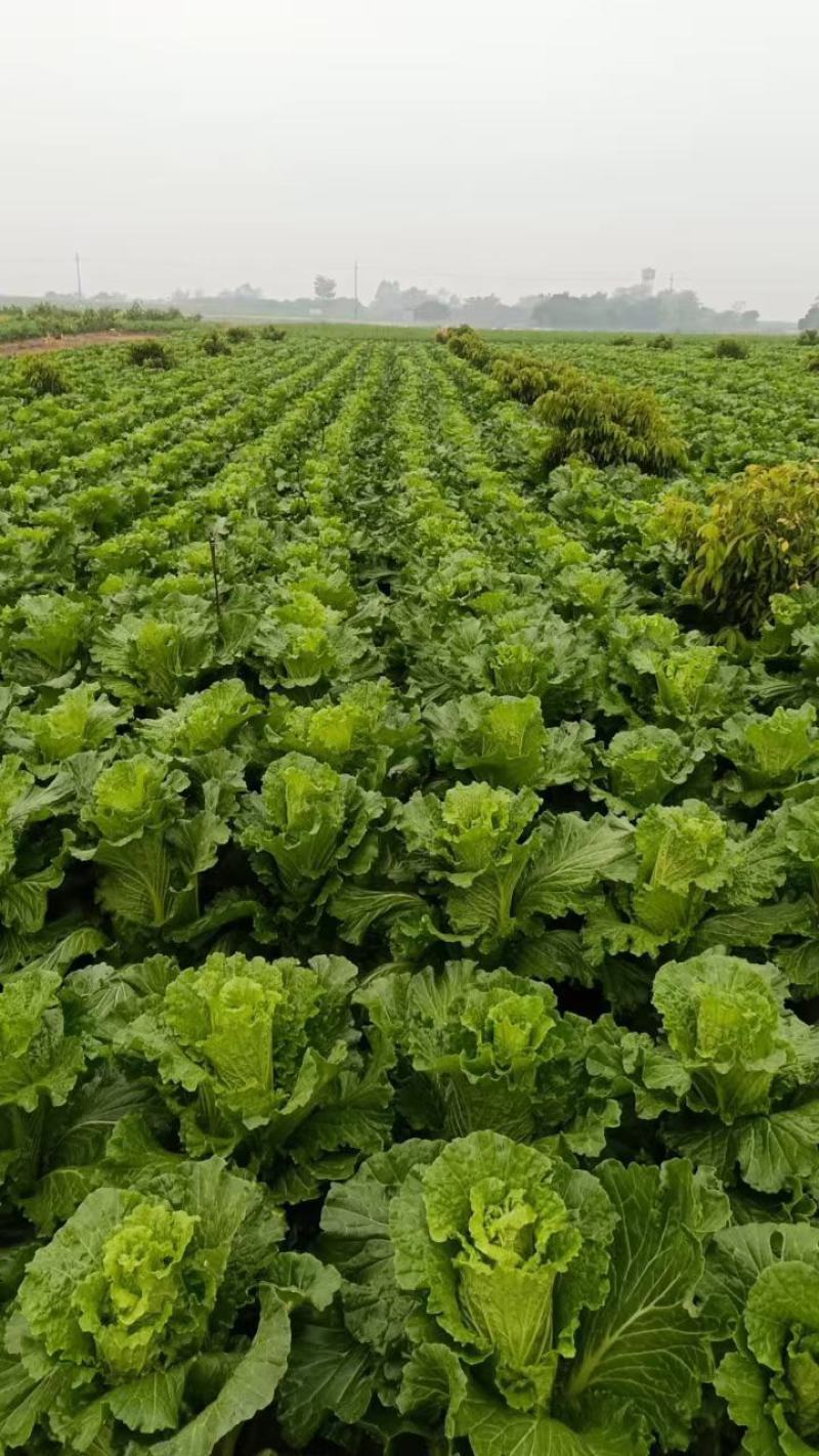 宾阳县竹筒菜大量上市，价格实惠。