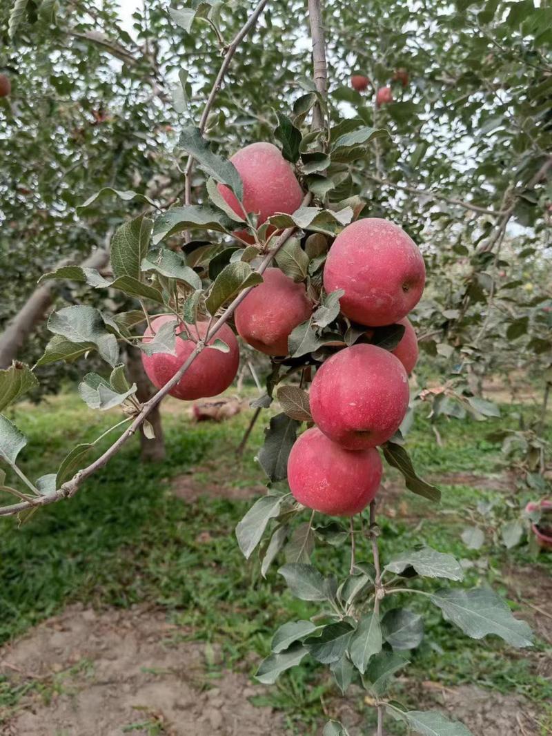 阿克苏红旗坡冰糖心苹果，对接全国一二三线批发市场