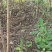 镇宁蜂糖李苗贵州原产地基地直供贵州发源地