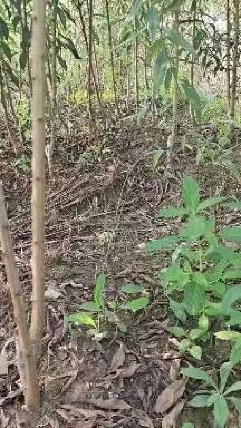 镇宁蜂糖李苗贵州原产地基地直供贵州发源地