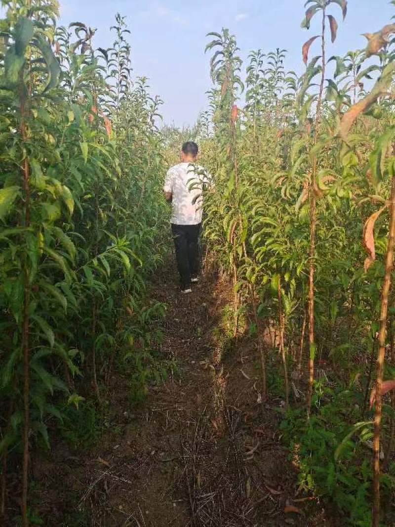 镇宁蜂糖李苗贵州原产地基地直供贵州发源地
