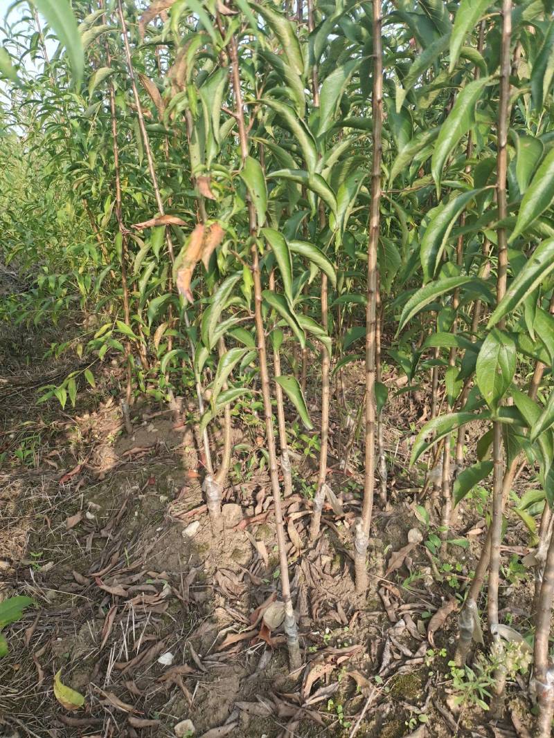 镇宁蜂糖李苗贵州原产地基地直供贵州发源地