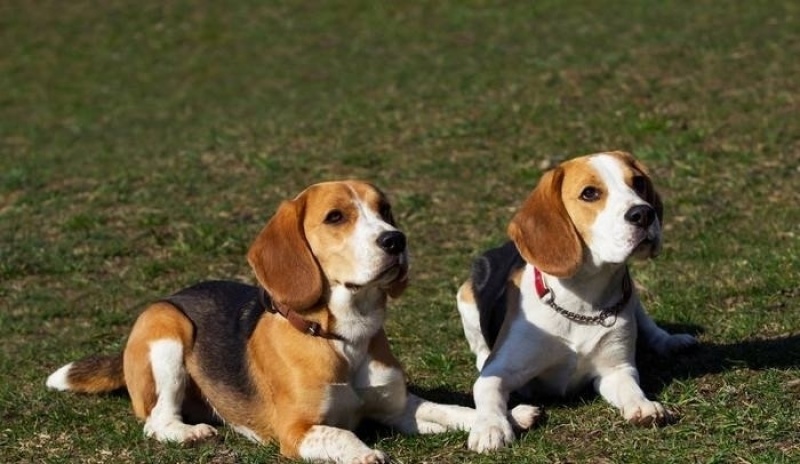 比格犬纯种比格犬自家养殖纯种可全国发货