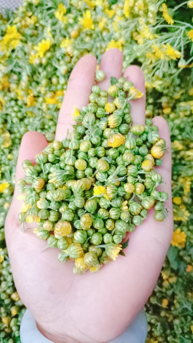 新货野菊花，小颗粒前期，干度好无硫化，大量现货