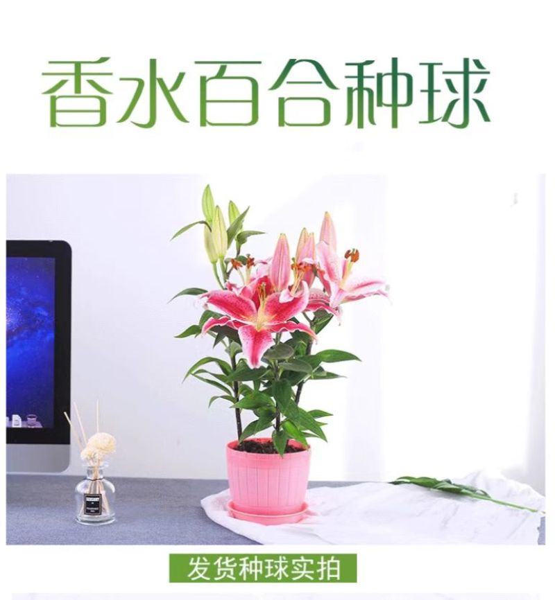 秋冬季耐寒室外花种子香水百合种球四季百合花子庭院开花不断