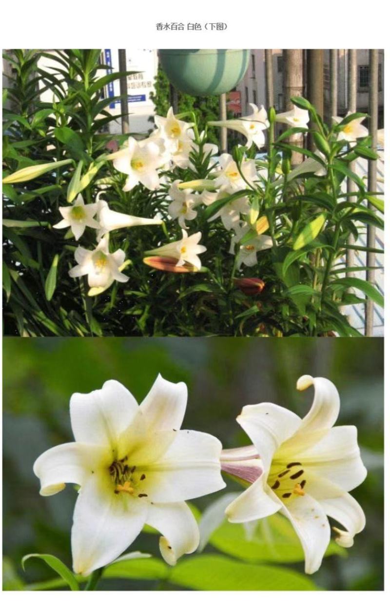 秋冬季耐寒室外花种子香水百合种球四季百合花子庭院开花不断