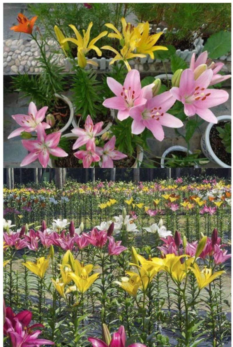 秋冬季耐寒室外花种子香水百合种球四季百合花子庭院开花不断