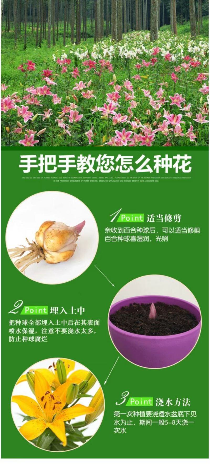 秋冬季耐寒室外花种子香水百合种球四季百合花子庭院开花不断