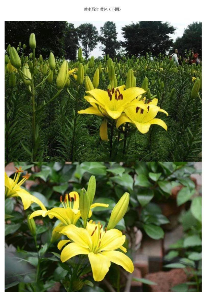秋冬季耐寒室外花种子香水百合种球四季百合花子庭院开花不断