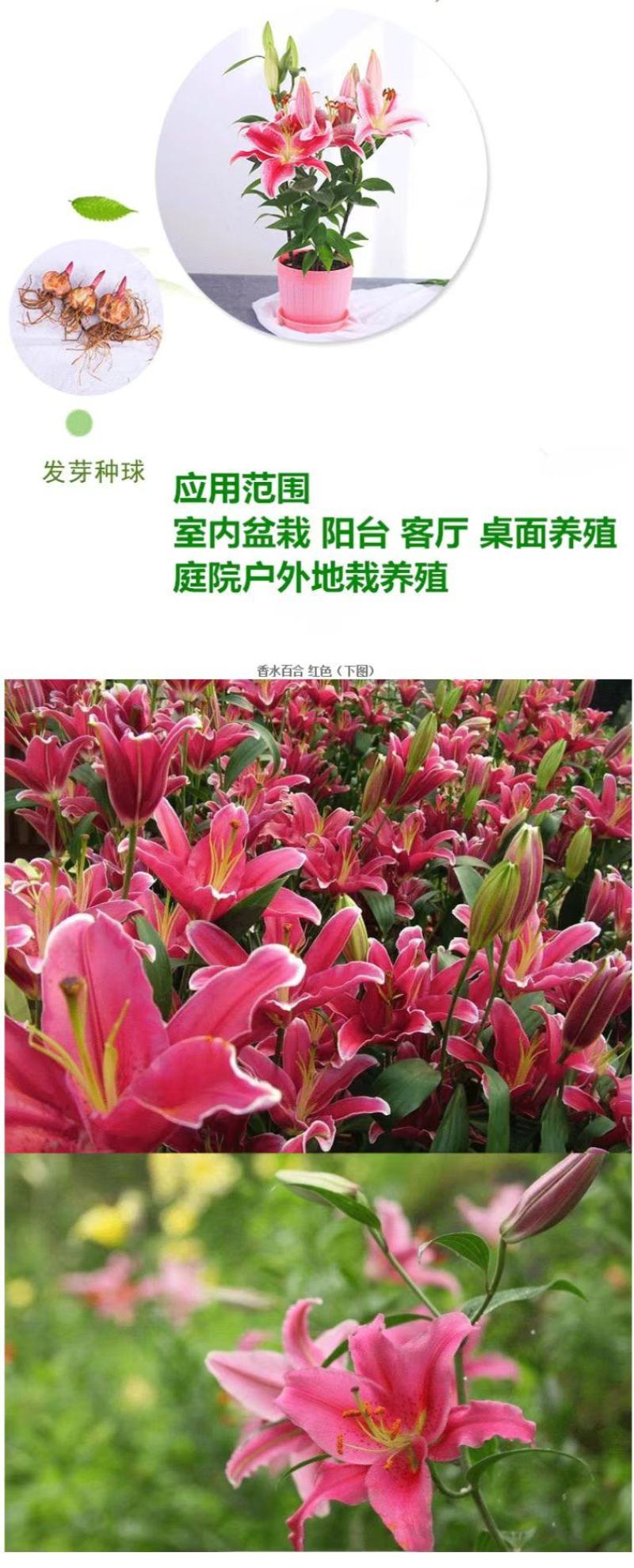 秋冬季耐寒室外花种子香水百合种球四季百合花子庭院开花不断