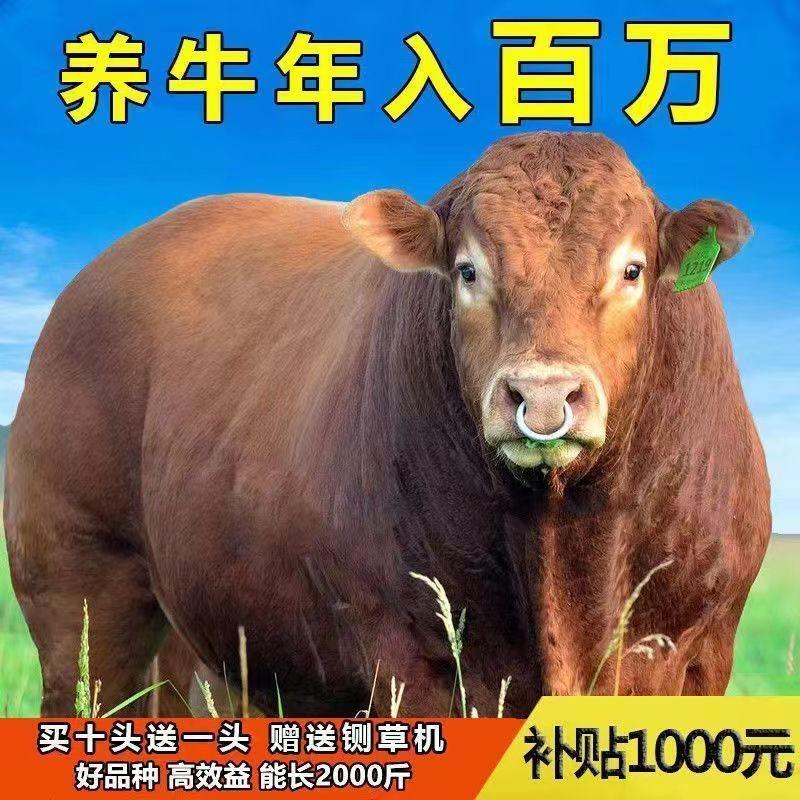 黄牛土黄牛放养黄牛犊改良黄牛出售免费送货上门