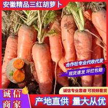 安徽宿州精品三红胡萝卜基地直供现货现发欢迎咨询