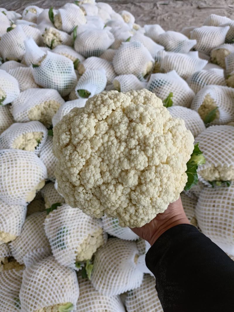松花菜，散花，松花，有机菜花，咸阳有机花，陕西松花，三原