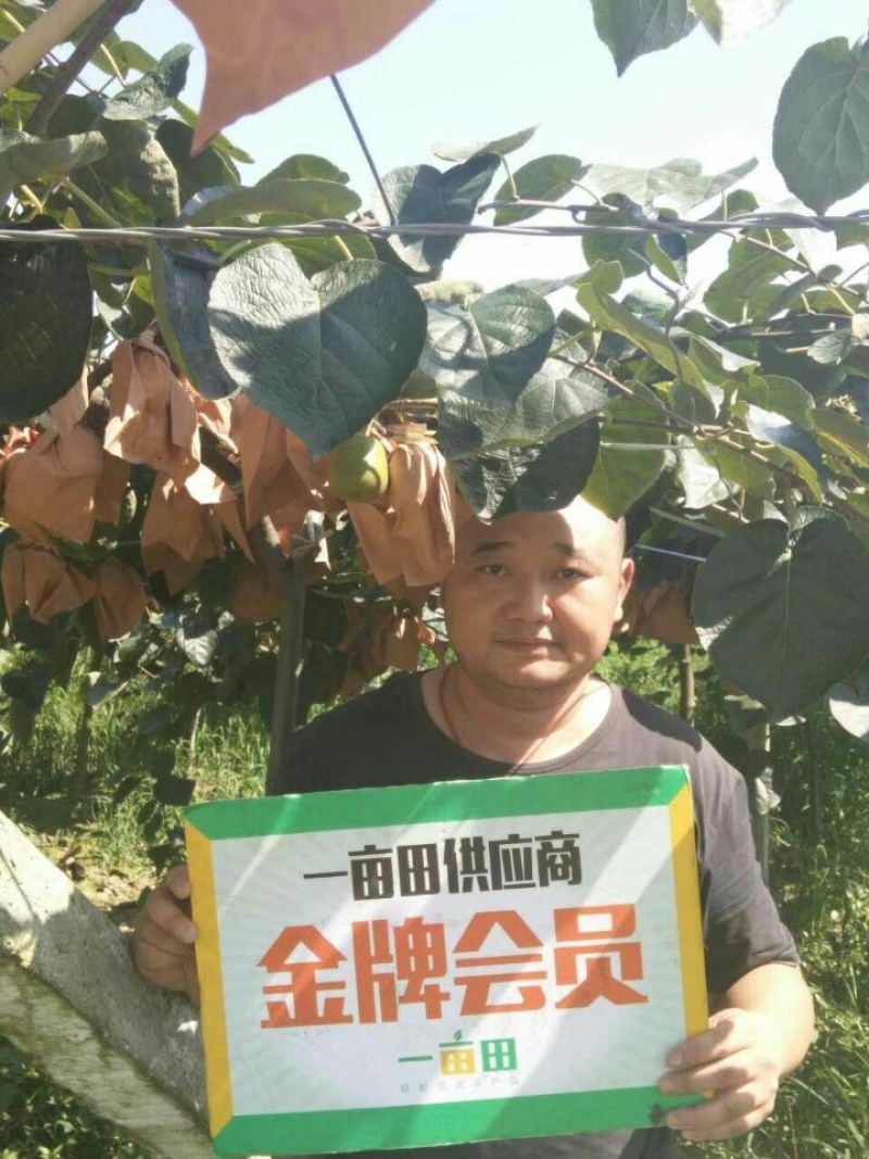 一件代发黄肉黄心奇异果四川蒲江黄金果猕猴桃