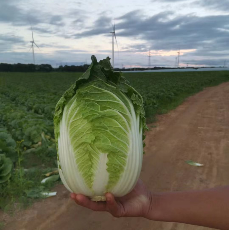 【山东】优质黄心白菜白菜大量上市供应加工厂市场
