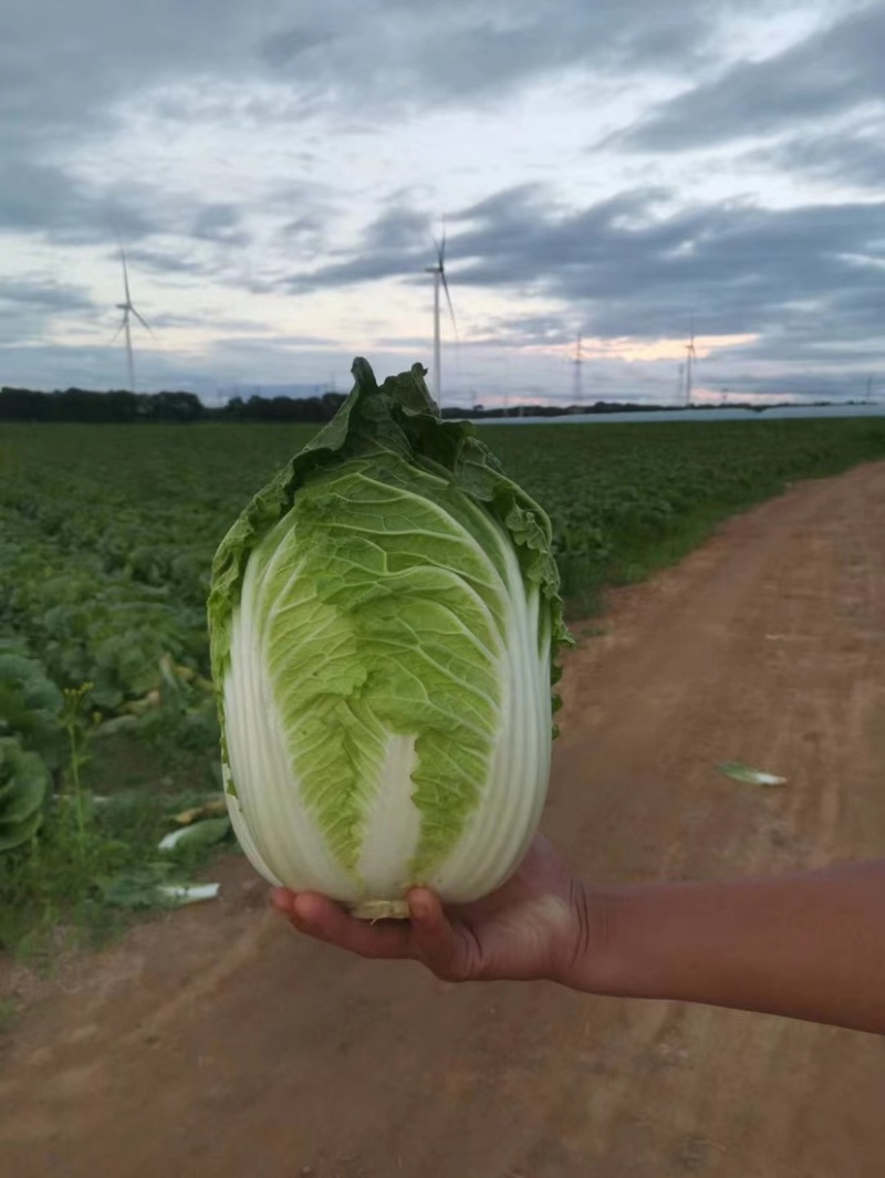 【山东】优质黄心白菜白菜大量上市供应加工厂市场