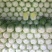 【山东】优质黄心白菜白菜大量上市供应加工厂市场
