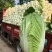 【山东】优质黄心白菜白菜大量上市供应加工厂市场