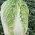 【山东】优质黄心白菜白菜大量上市供应加工厂市场