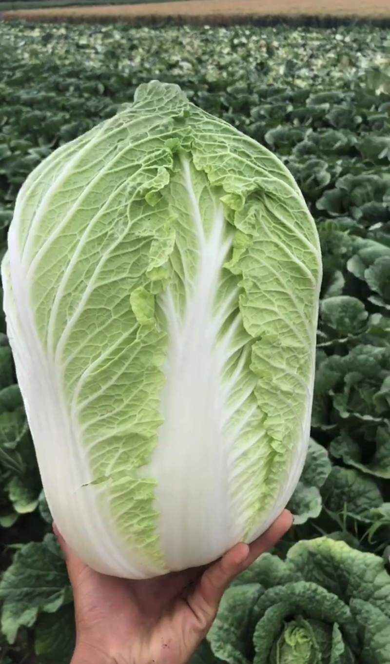 【山东】优质黄心白菜白菜大量上市供应加工厂市场