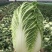 【山东】优质黄心白菜白菜大量上市供应加工厂市场