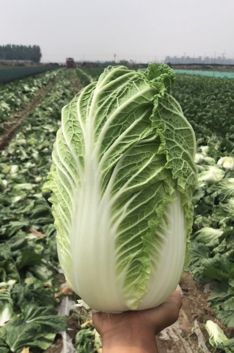 【山东】优质黄心白菜白菜大量上市供应加工厂市场