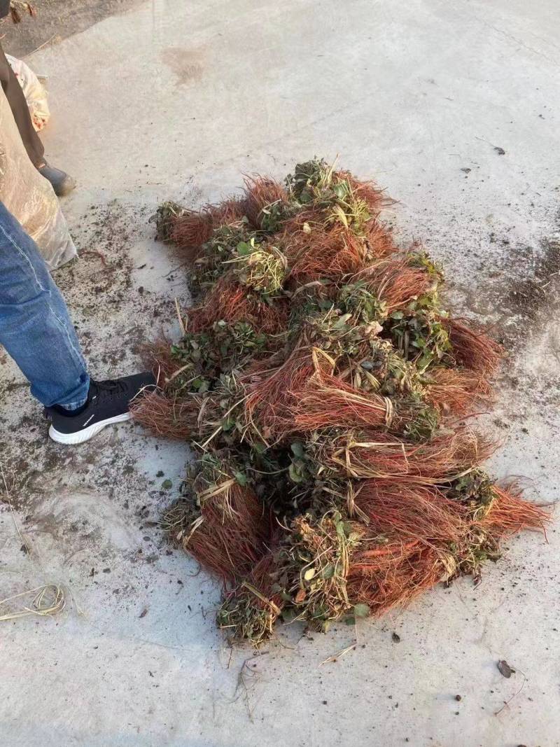 优质丹参苗，山东丹参苗，选育丹参苗