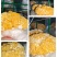 金耳菌