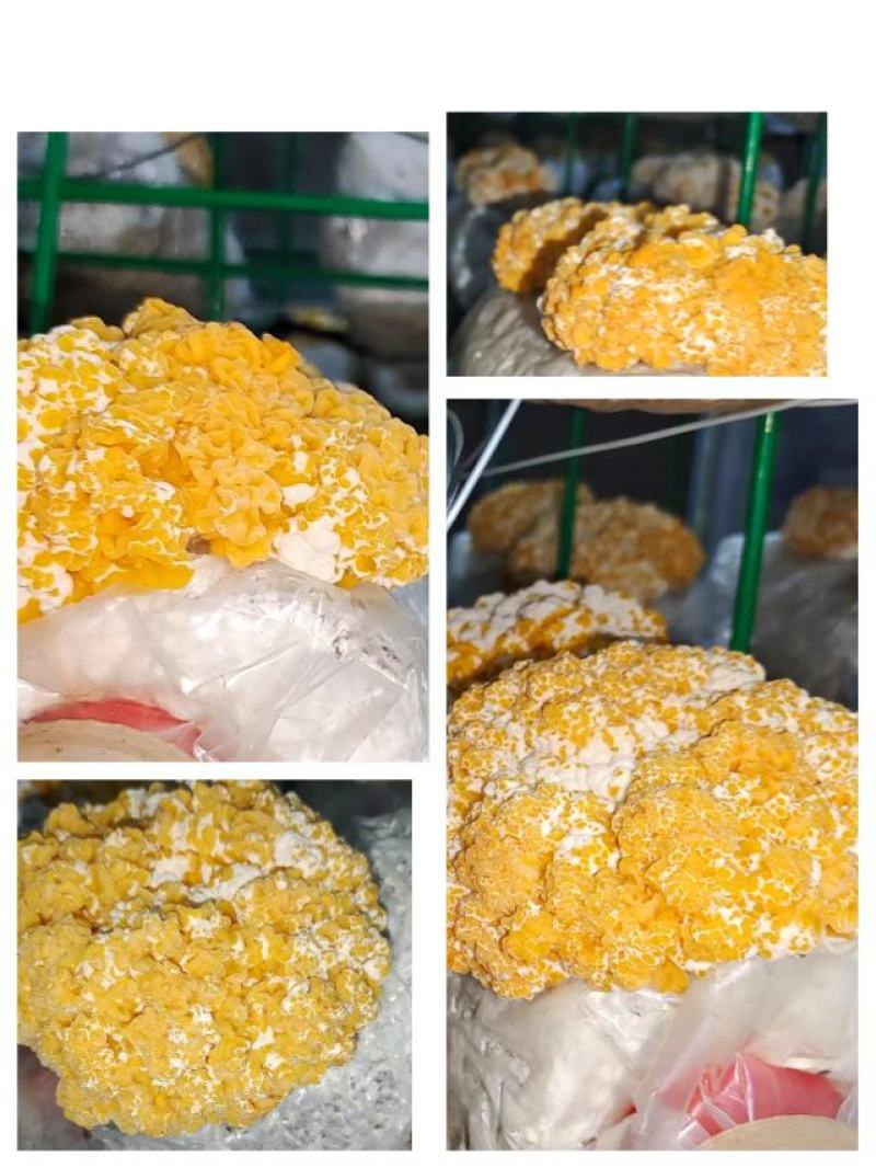 金耳菌