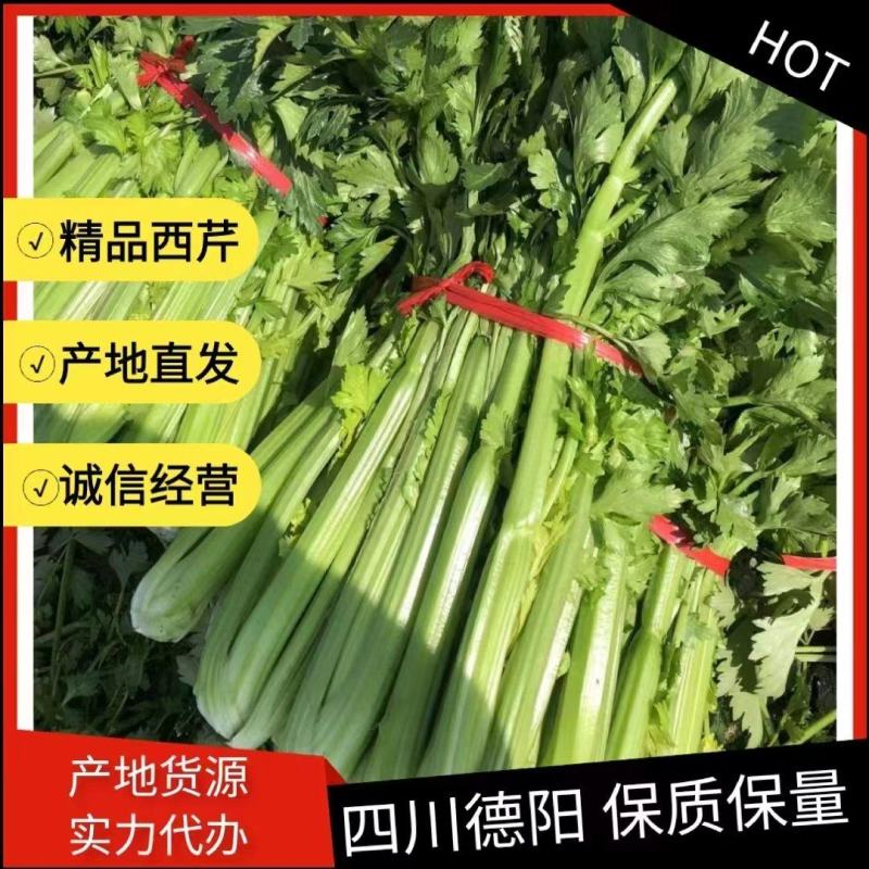 【推荐】精品西芹大量上市一手货源大量上市欢迎来电采购