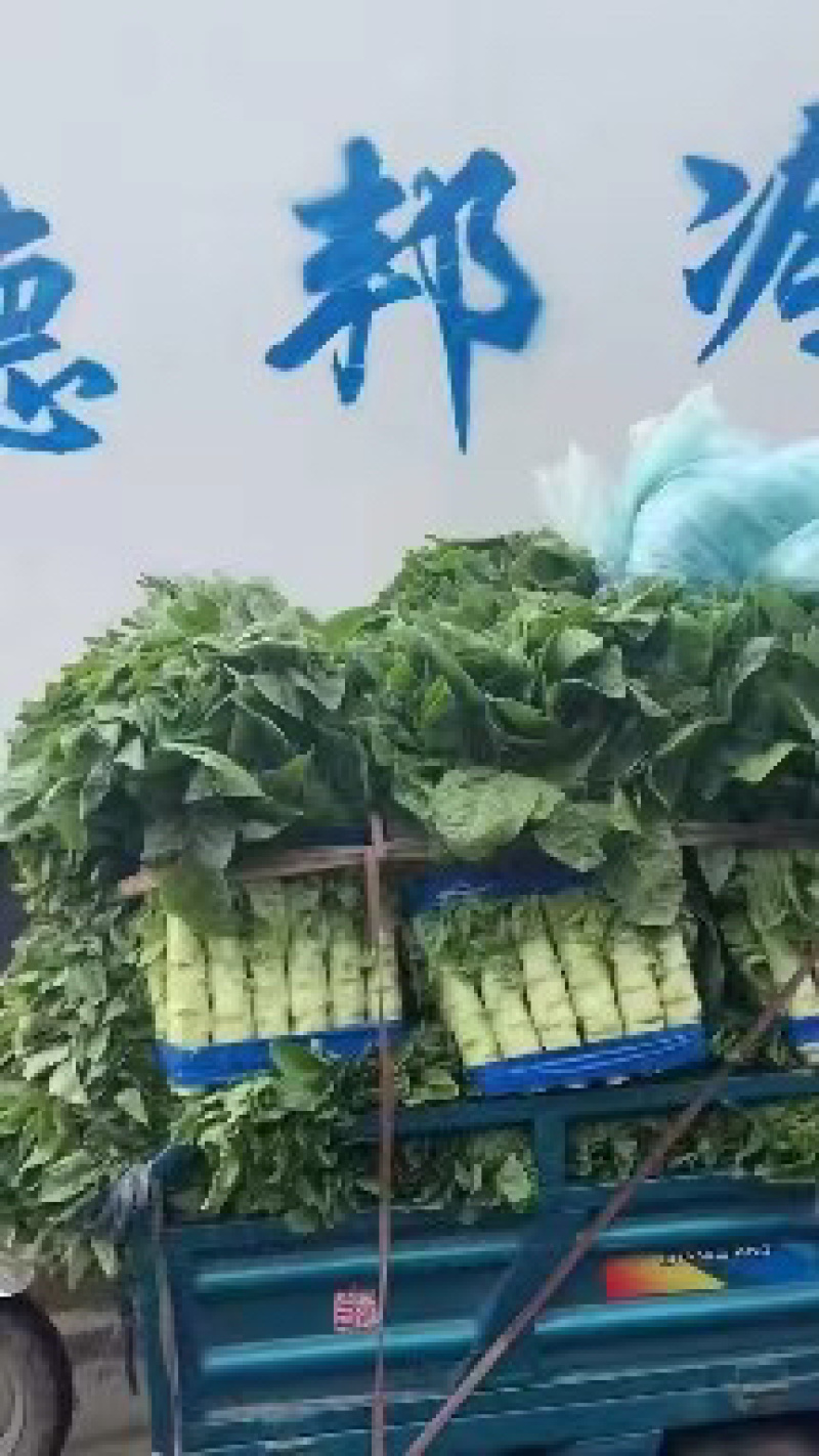 兰陵三青莴笋大量上市青皮青肉，代发全国各地