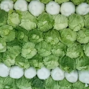 河北大白菜，北京新三号大白菜，产地直发，货源充足！