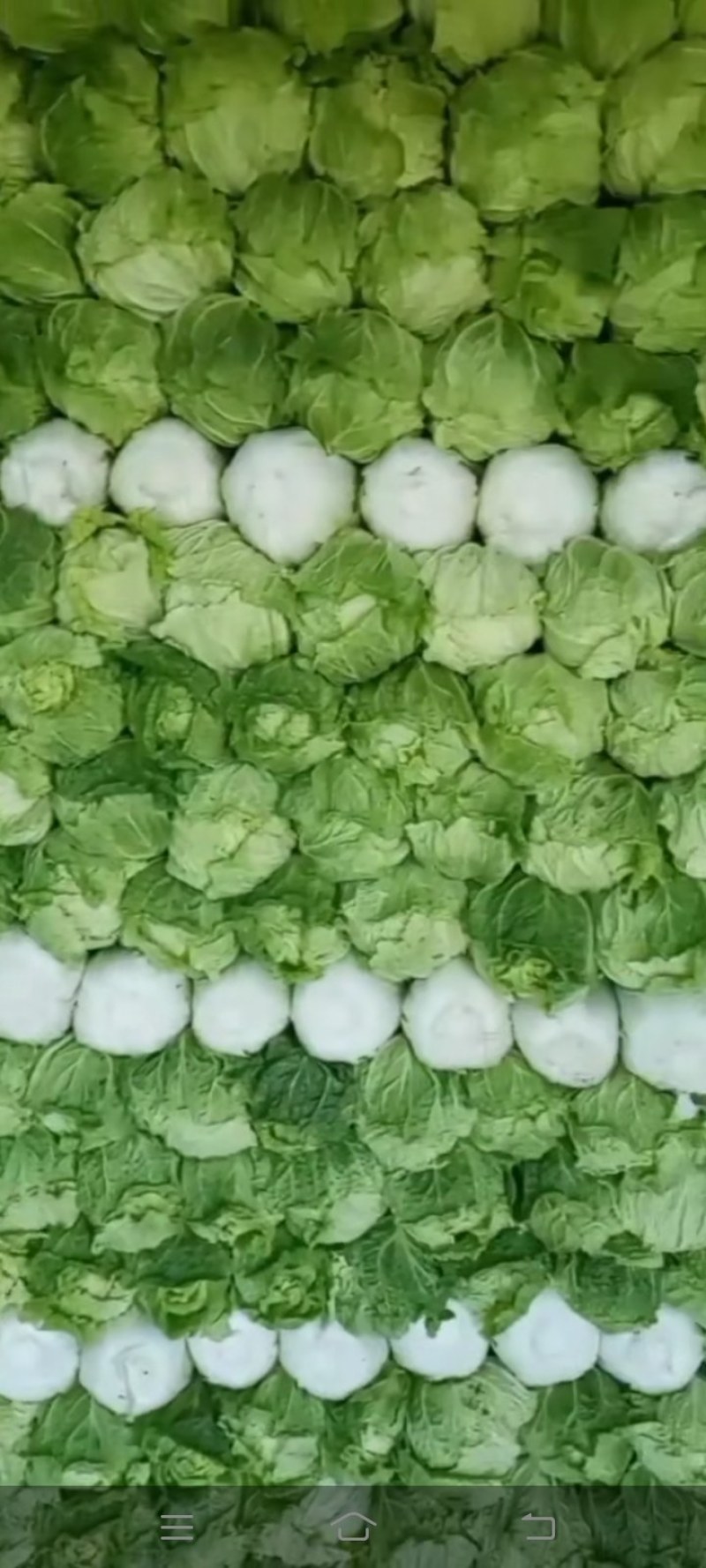 河北大白菜，北京新三号大白菜，产地直发，货源充足！
