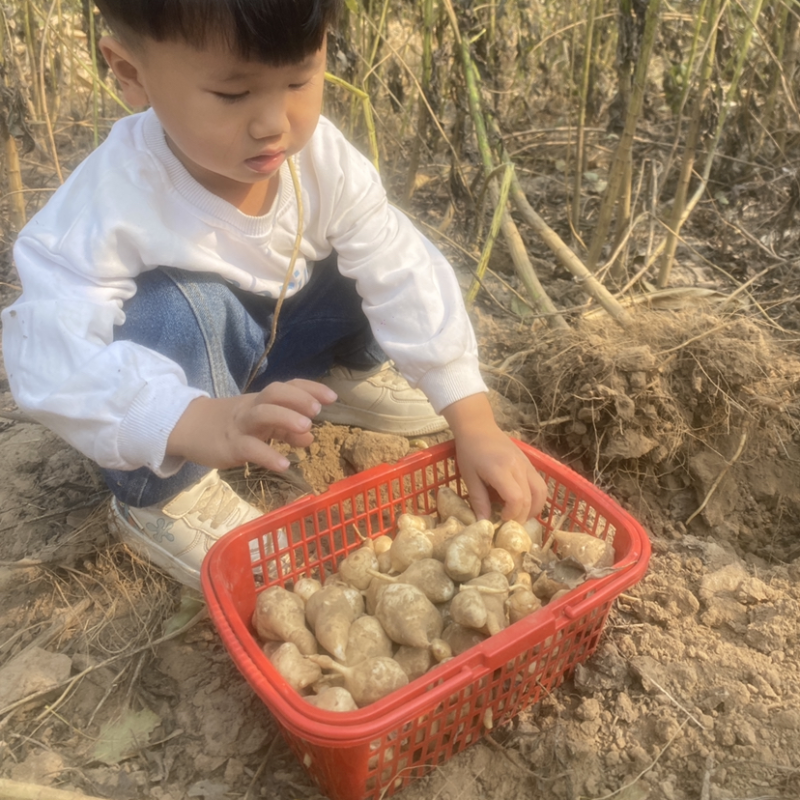 供应现挖白洋姜每天采挖当日发出口感脆嫩爽口