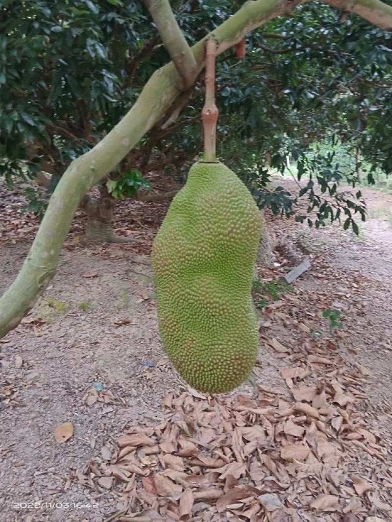 廉江市正宗菠萝蜜，马来西亚一号，泰八，量大从优，专业代办