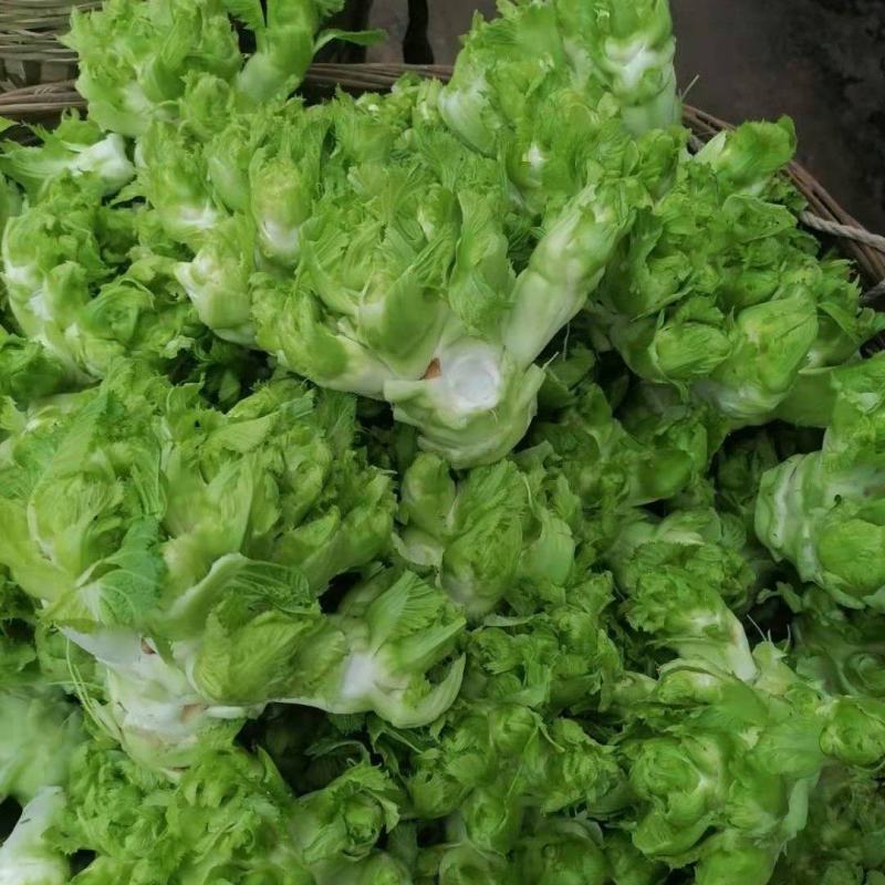 【推荐】四川儿菜大娃娃菜量大质优商超直供全国发货