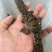 宠物小鳄鱼苗暹罗鳄尼罗鳄鱼湾鳄苗，量大从优，支持全国发货