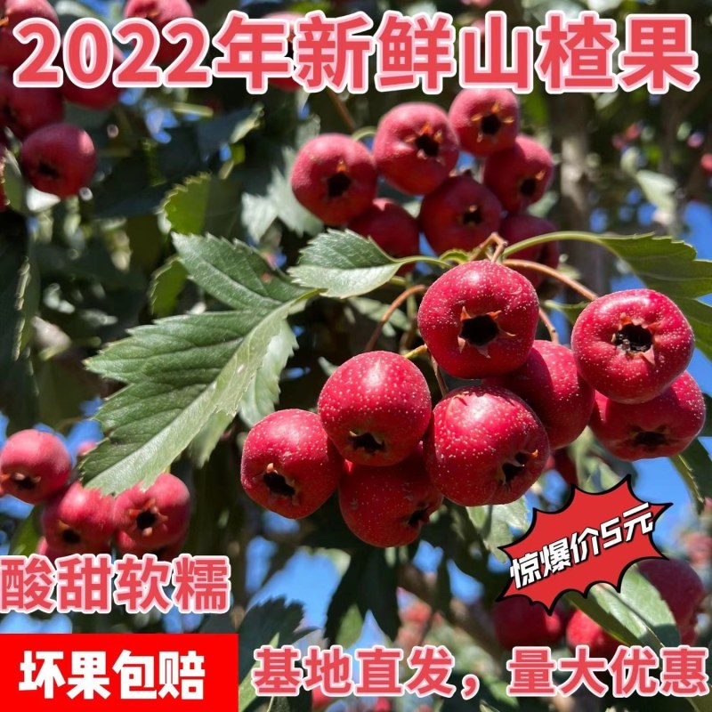 平邑精品山楂品质保证诚信经营欢迎联系接商超市场电商
