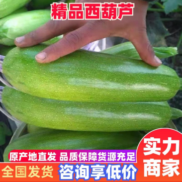 辽宁大棚西葫绿皮西葫芦产地大量供应可视频看货欢迎来