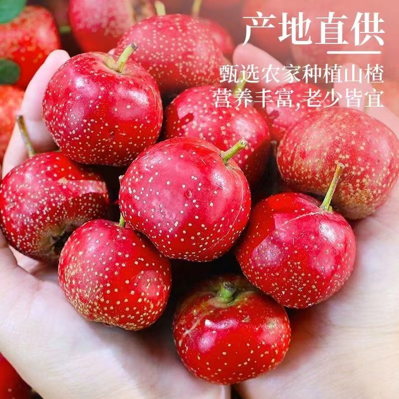 山东山楂品质保证欢迎联系接商超市场电商一手货源