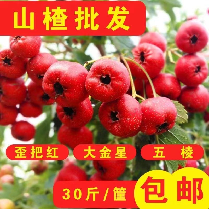 山东山楂品质保证欢迎联系接商超市场电商一手货源