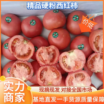 辽宁西红柿产地直发口感十足规格齐全常年供应