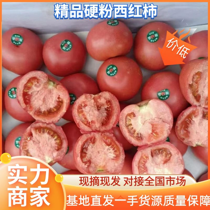 西红柿硬粉西红柿大红西红柿口感西红柿传奇西红柿