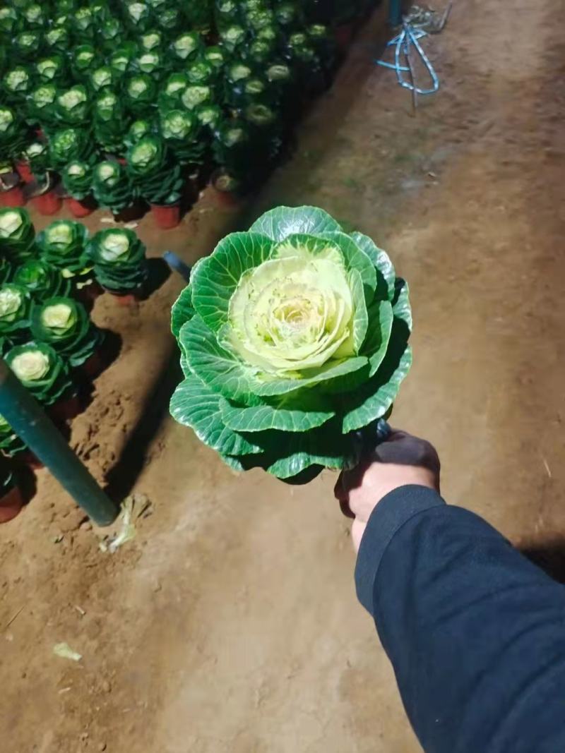 玫瑰甘蓝