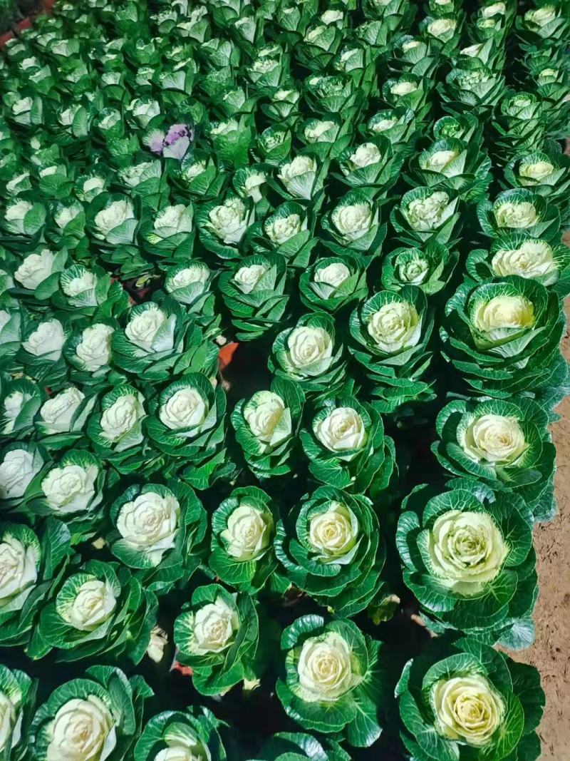 玫瑰甘蓝